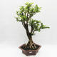 Indoor bonsai -Phyllanthus Niruri- Smuteň - 1/6