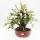 Indoor bonsai - Cudrania equisetifolia - 1/5