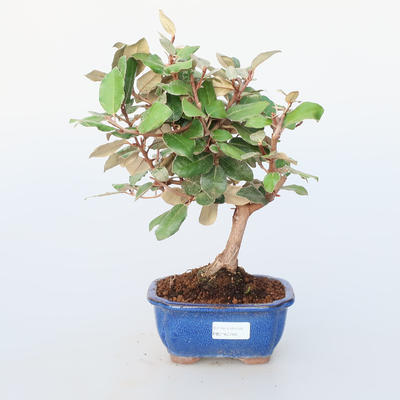 Room bonsai -Eleagnus - Hlošina - 1