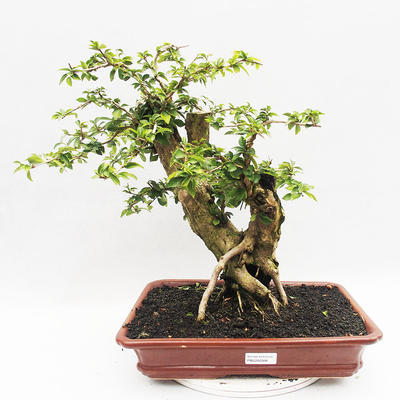 Indoor bonsai - Cudrania equisetifolia - 1