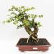 Indoor bonsai - Cudrania equisetifolia - 1/4