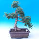 Outdoor bonsai - Baby jelly - Acer campestre - 1/5