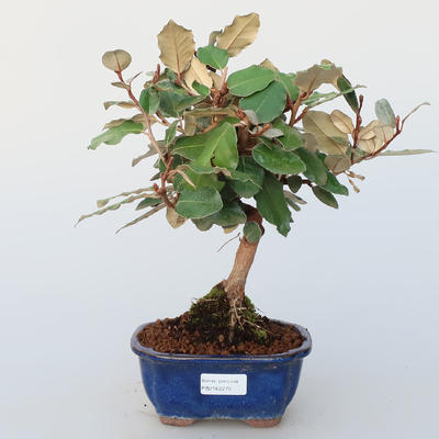 Room bonsai -Eleagnus - Hlošina - 1