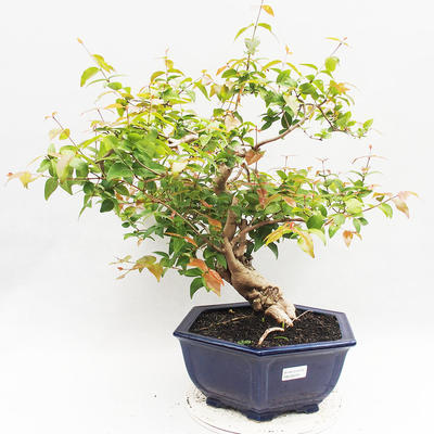 Indoor Bonsai - Australian Cherry - Eugenia uniflora - 1