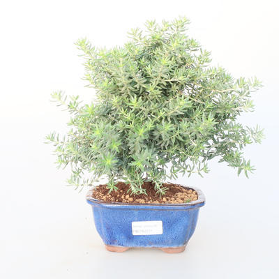 Room bonsai -Westrigea sp. - Westringie - 1