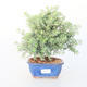 Room bonsai -Westrigea sp. - Westringie - 1/3