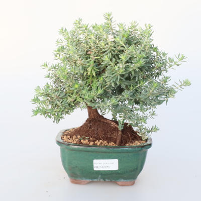 Room bonsai -Westrigea sp. - Westringie - 1