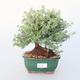 Room bonsai -Westrigea sp. - Westringie - 1/3