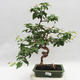 Indoor Bonsai - Australian Cherry - Eugenia uniflora - 1/5