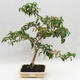 Room Bonsai - Australian Cherry - Eugenia uniflora - 1/5