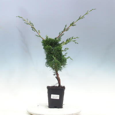 Outdoor bonsai - Juniperus chinensis KISHU - Chinese juniper