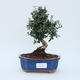 Room bonsai - Olea europaea sylvestris - Olive European bacilli - 1/5