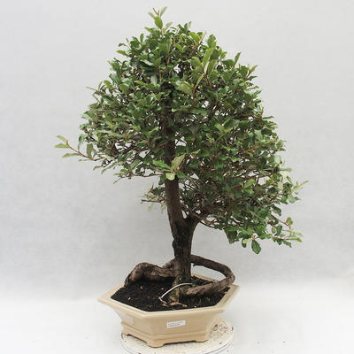 Indoor bonsai -Eleagnus - Hlošina - 1