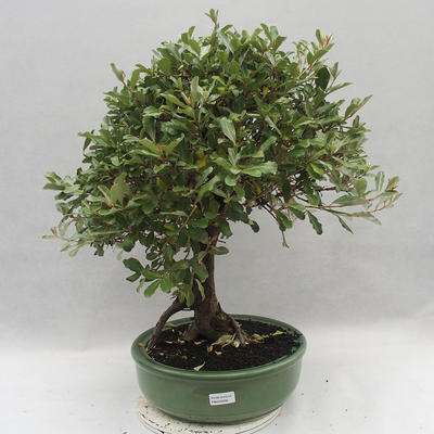 Indoor bonsai -Eleagnus - Hlošina - 1