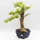 Indoor bonsai - Duranta erecta Variegata - 1/6