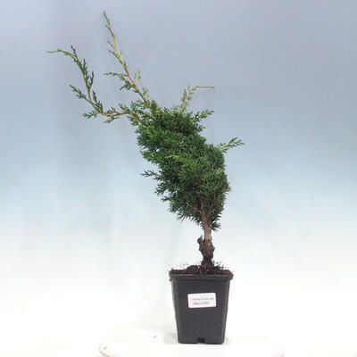 Outdoor bonsai - Juniperus chinensis KISHU - Chinese juniper