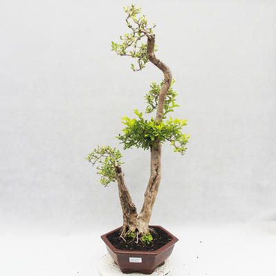Indoor bonsai - Duranta erecta Variegata - 1