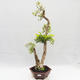 Indoor bonsai - Duranta erecta Variegata - 1/6