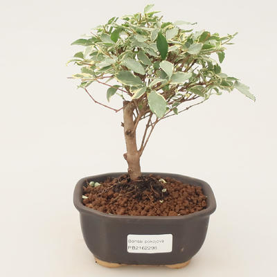 Room bonsai -Ligustrum variegata - Bird's eye - 1