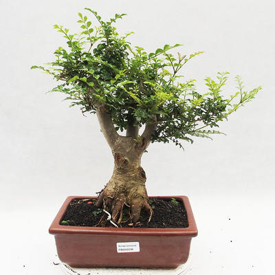 Indoor Bonsai - Fraxinus uhdeii - Indoor Ash - 1
