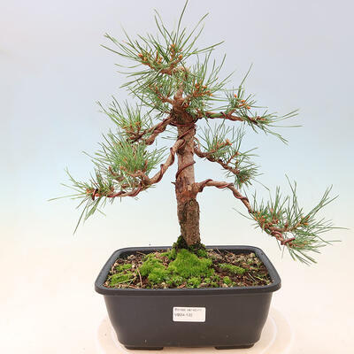 Outdoor bonsai - Pinus Sylvestris - Scots pine - 1