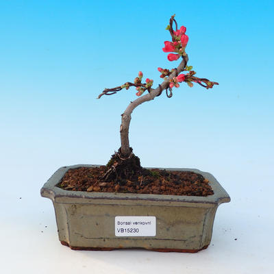 Outdoor bonsai - Chaneomeles japonica - Japanese quince - 1