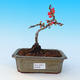 Outdoor bonsai - Chaneomeles japonica - Japanese quince - 1/4