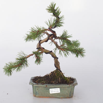 Outdoor bonsai - Pinus mugo - Pine kneec
