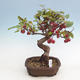 Outdoor bonsai - Malus halliana - Small-fruited apple tree - 1/5