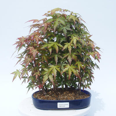Acer palmatum - Maple - grove - 1