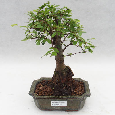 Indoor bonsai-Ulmus Parvifolia-Small-leaved elm