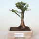 Outdoor bonsai - Ulmus parvifolia SAIGEN - Small-leaved elm - 1/7