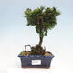 Outdoor bonsai - Cham.pis obtusa Nana Gracilis - Cypress - 1/2