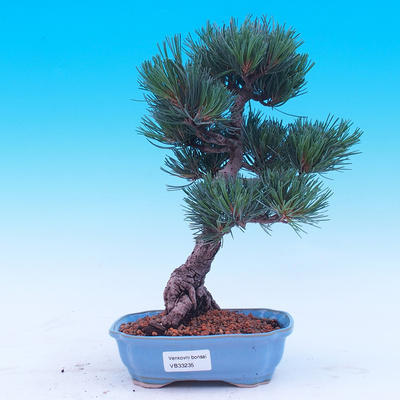 Outdoor bonsai - Small tree bark - Pinus parviflora glauca - 1
