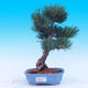 Outdoor bonsai - Small tree bark - Pinus parviflora glauca - 1/7