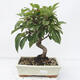 Outdoor bonsai -Malus Halliana - fruited apple - 1/5