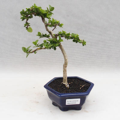 Indoor bonsai - PREMNA MICROPHYLLA - Kozlovoň malolistá - 1