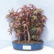 Acer palmatum - Maple - grove - 1/5