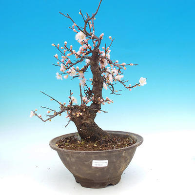 Outdoor bonsai -Japanese Apricot - Prunus mume - 1