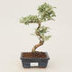 Room bonsai -Ligustrum variegata - Bird's eye - 1/3