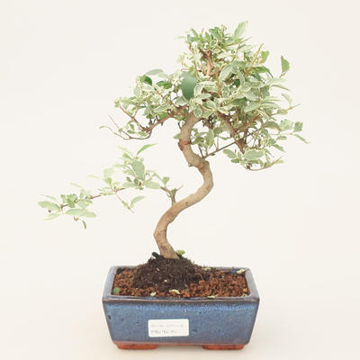 Room bonsai -Ligustrum variegata - Bird's eye - 1