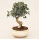 Room bonsai - Olea europaea sylvestris - Olive European bacilli - 1/5