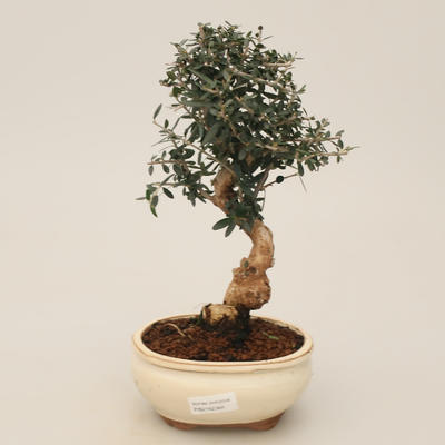 Room bonsai - Olea europaea sylvestris - Olive European bacilli - 1