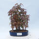 Acer palmatum - Maple - grove - 1/5