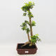 Indoor bonsai - Duranta erecta Aurea - 1/6