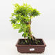 Indoor bonsai - Duranta erecta Aurea - 1/5
