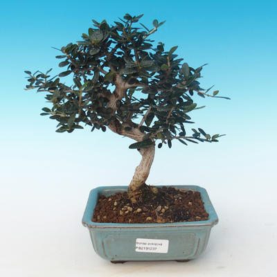 Indoor bonsai - Olea europaea sylvestris -Oliva European small leaf PB2191237 - 1