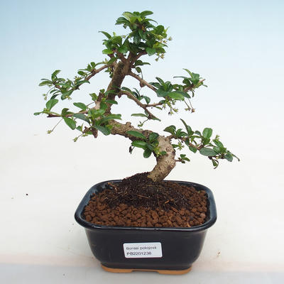 Indoor bonsai - Carmona macrophylla - Fuki tea PB2201238 - 1