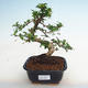 Indoor bonsai - Carmona macrophylla - Fuki tea PB2201238 - 1/5