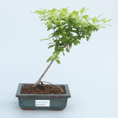Room bonsai - Duranta erecta Aurea - 1